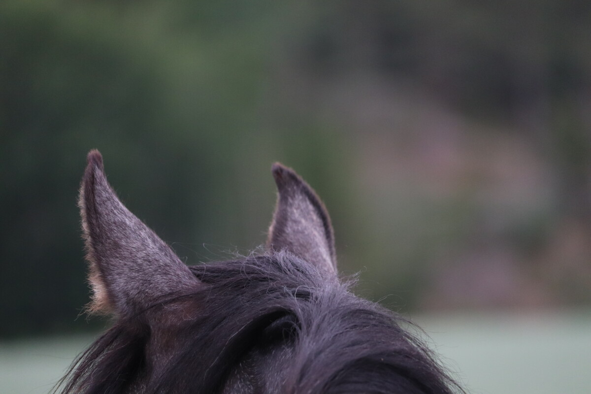 bildet viser ørene på en hest og litt av manen. Bakgrunnen er uklar
